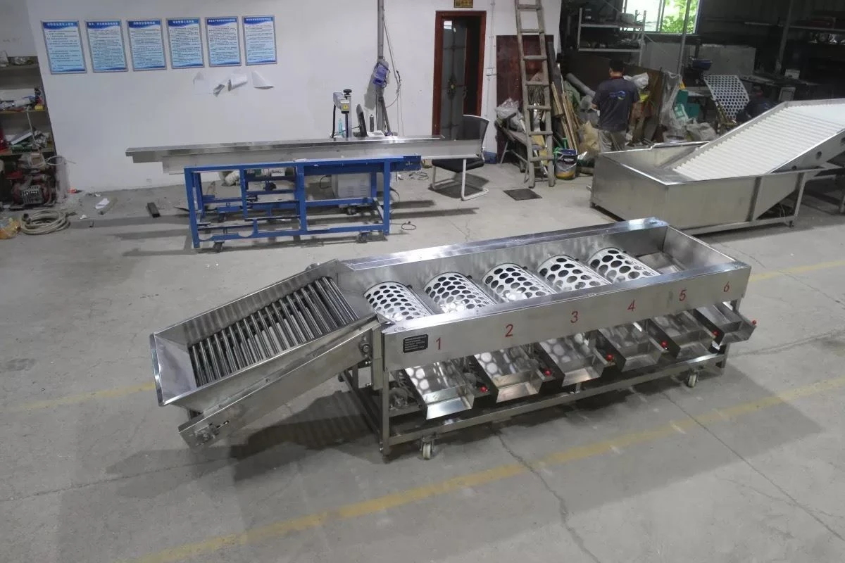 tomato size sorting machine