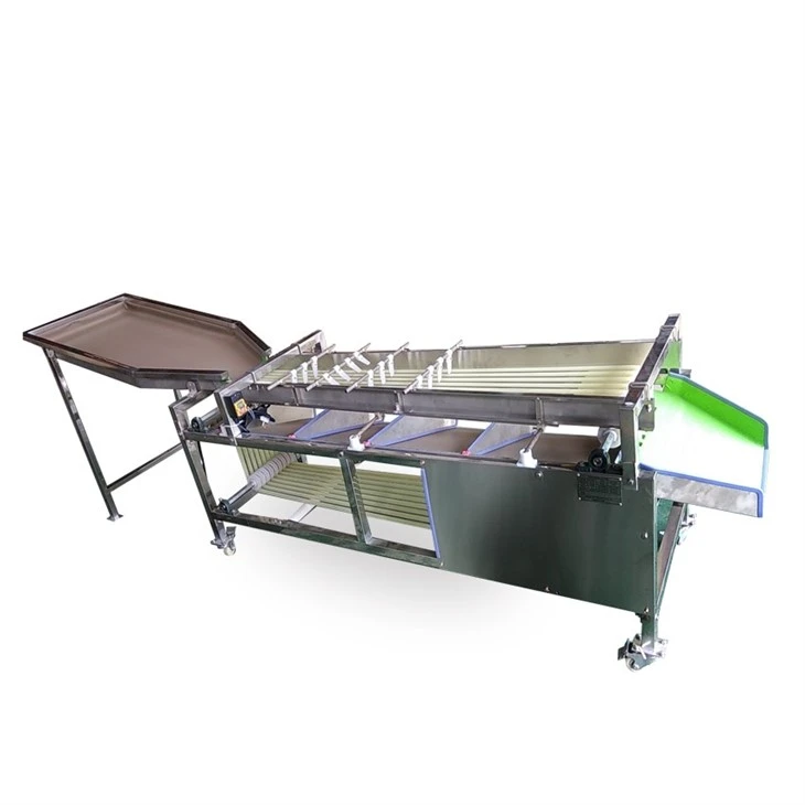 Kiwi fruit sorting machine (2)