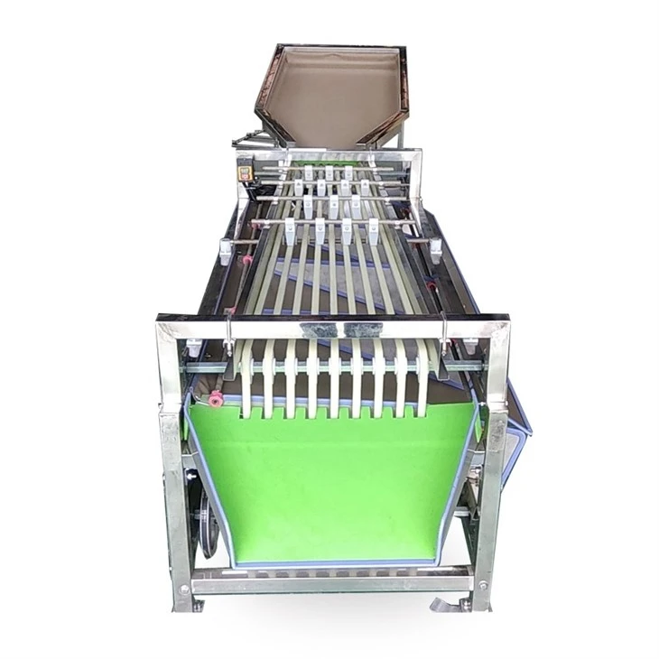 Kiwi fruit sorting machine (1)