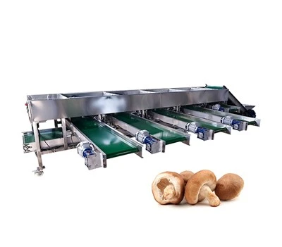 Máquina de classificação de cogumelos e alho